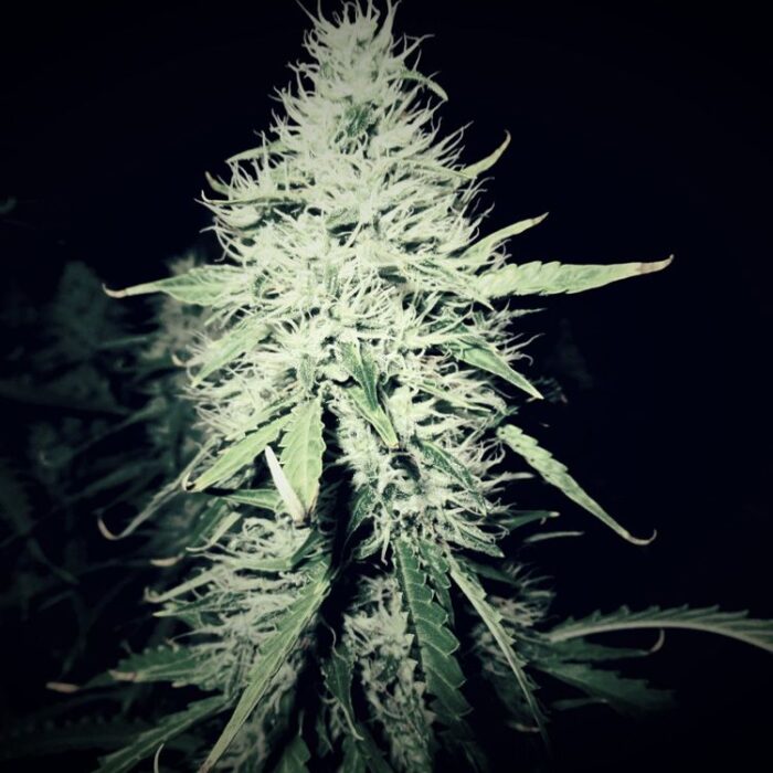 Dope Breeders - SEED STOCKERS White Widow Auto Image