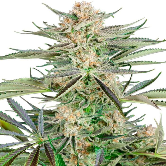 Dope Breeders - SENSI SEEDS RESEARCH Screwdriver OG Image