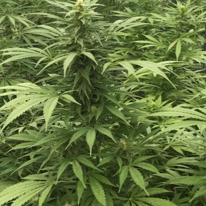 Dope Breeders - SUPER CBDX SEEDS Sour Diesel x SCBDX Image