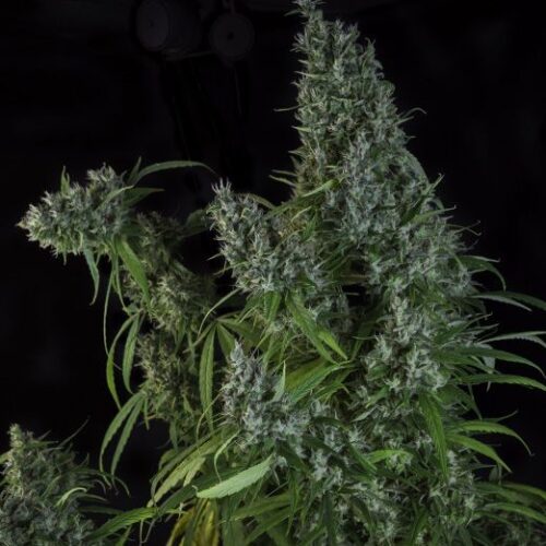 Dope Breeders - SUPER SATIVA SEED CLUB Karel's Herer Haze Image