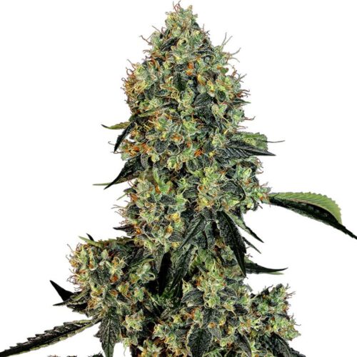 Dope Breeders - WHITE LABEL SEEDS OG Kush Image