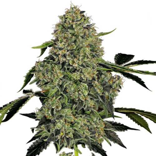 Dope Breeders - WHITE LABEL SEEDS OG Kush Auto Image