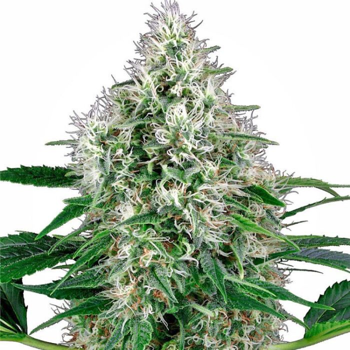 Dope Breeders - WHITE LABEL SEEDS Power Plant Auto Image