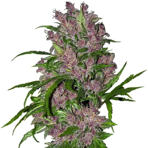 Dope Breeders - WHITE LABEL SEEDS Purple Bud Auto Image