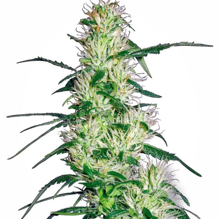 Dope Breeders - WHITE LABEL SEEDS Purple Haze Image