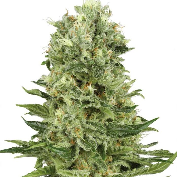 Dope Breeders - WHITE LABEL SEEDS Skunk #1 Automatic Image