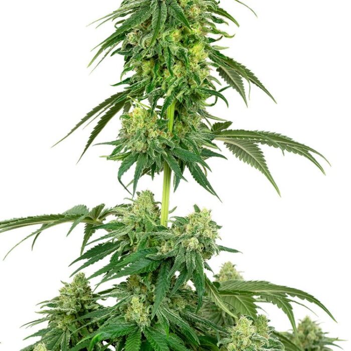 Dope Breeders - WHITE LABEL SEEDS Strawberry Kush Image