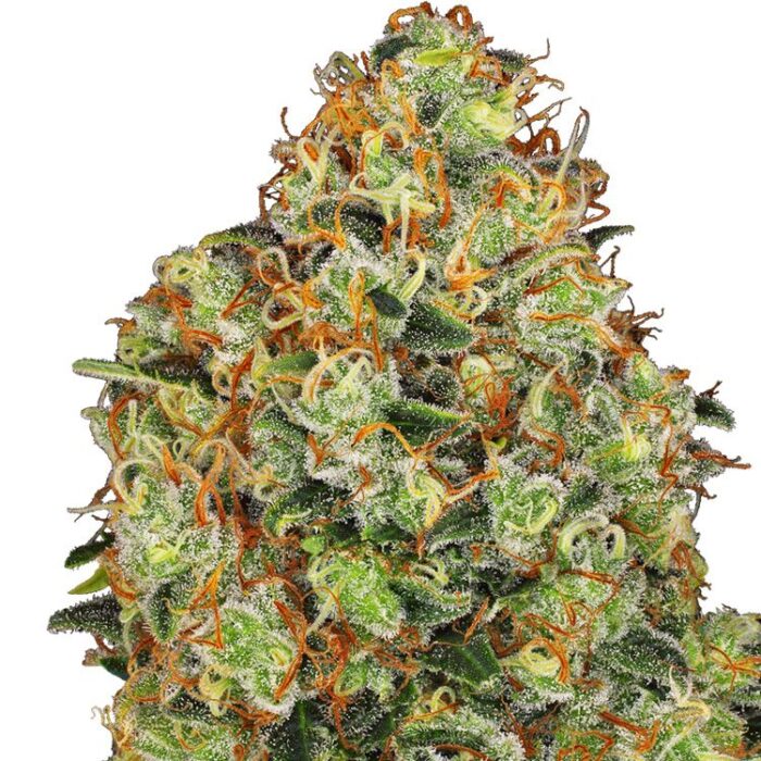 Dope Breeders - WHITE LABEL SEEDS Sweet Tangerine Tango Auto Image