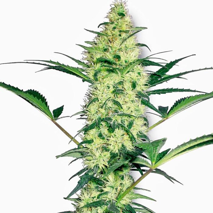 Dope Breeders - WHITE LABEL SEEDS White Diesel Image