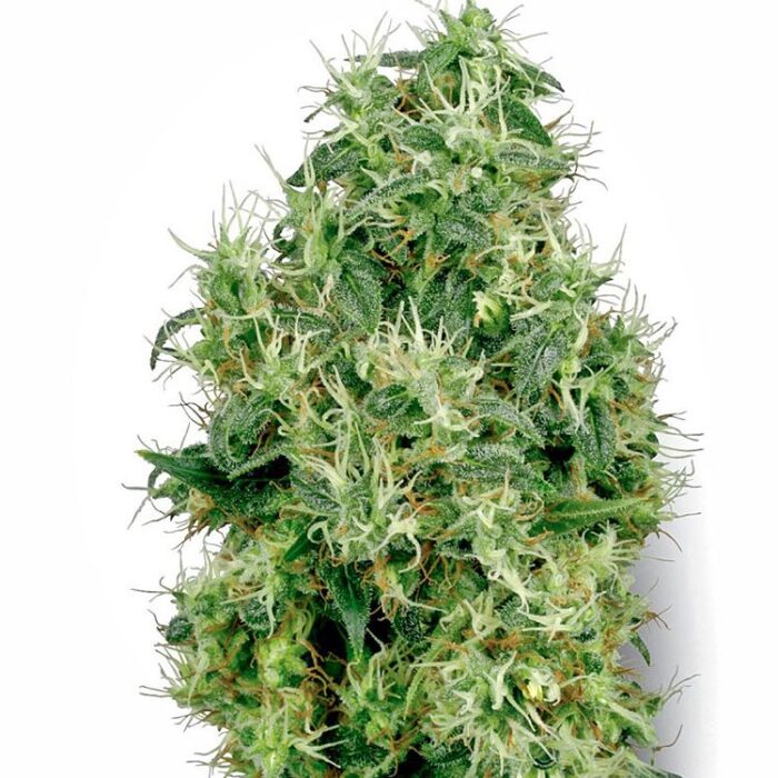 Dope Breeders - WHITE LABEL SEEDS White Gold Image