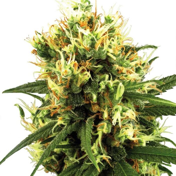 Dope Breeders - WHITE LABEL SEEDS White Haze Automatic Image