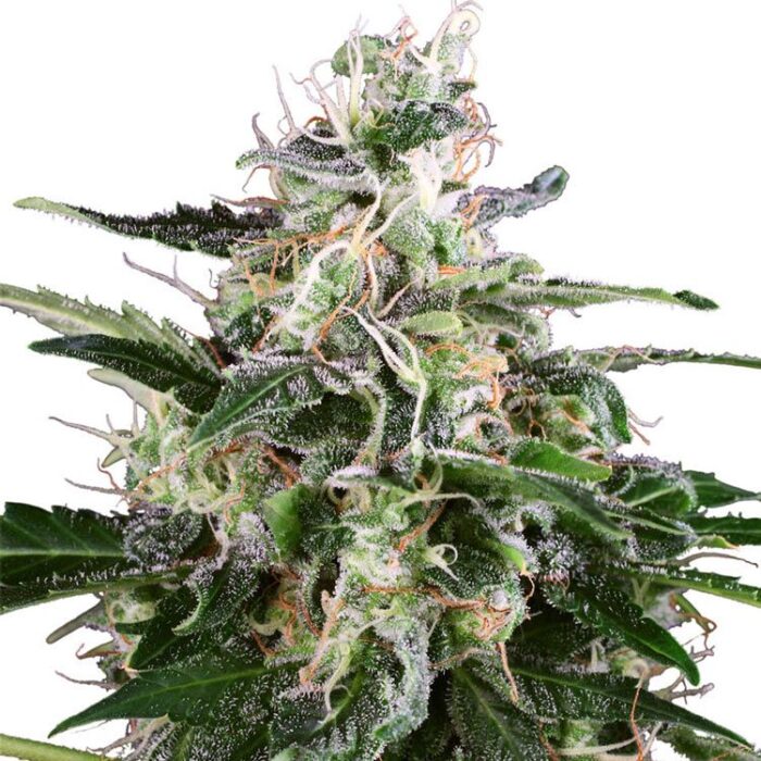 Dope Breeders - WHITE LABEL SEEDS White Skunk Auto Image