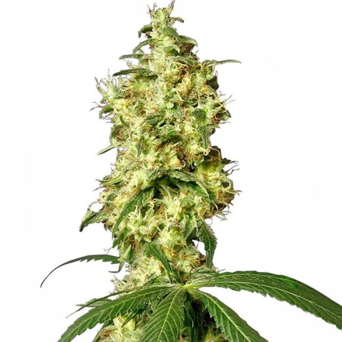 Dope Breeders - WHITE LABEL SEEDS White Widow Automatic Image