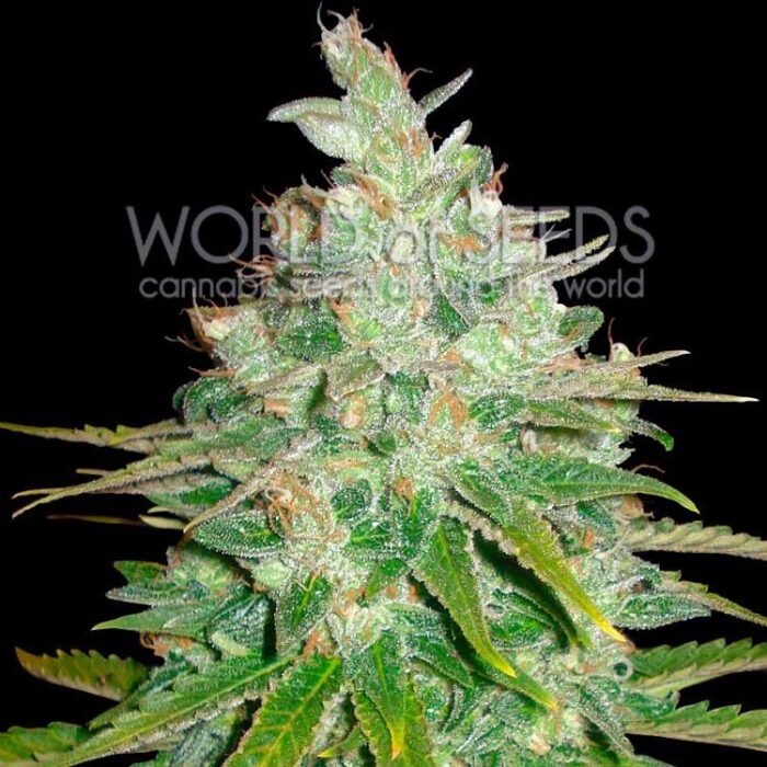 Dope Breeders - WORLD OF SEEDS Afghan Kush x Black Domina Image