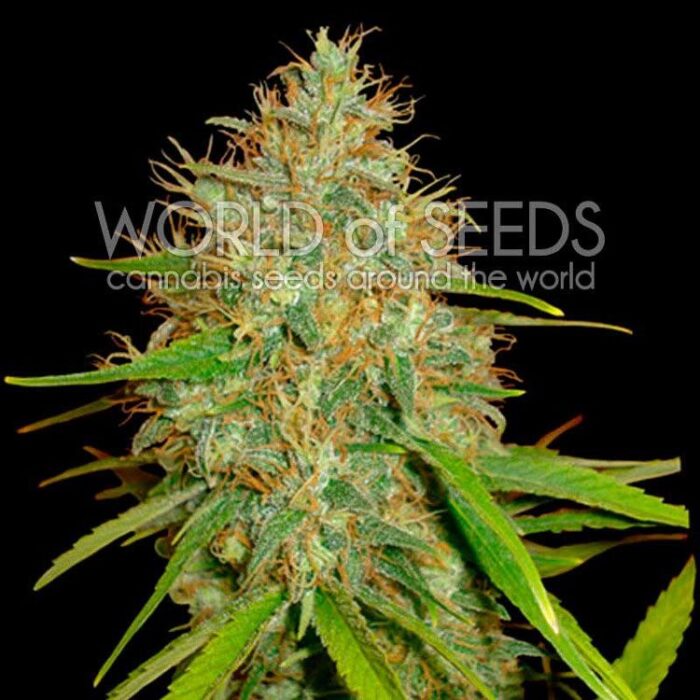 Dope Breeders - WORLD OF SEEDS Afghan Kush x Skunk Image