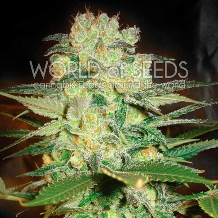 Dope Breeders - WORLD OF SEEDS Afghan Kush x White Widow Image