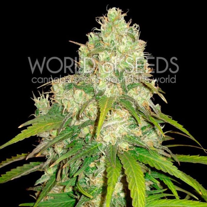 Dope Breeders - WORLD OF SEEDS Afghan Kush x Yumbolt Image