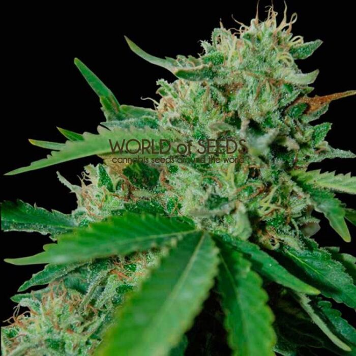 Dope Breeders - WORLD OF SEEDS Brazil Amazonia Image