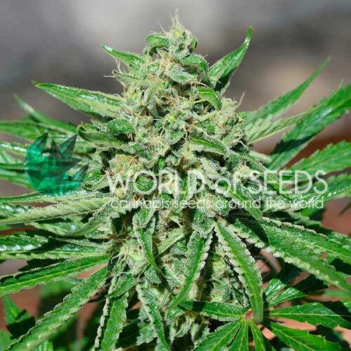 Dope Breeders - WORLD OF SEEDS CBD Tonic Image