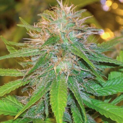 Dope Breeders - WORLD OF SEEDS Chronic Haze Image