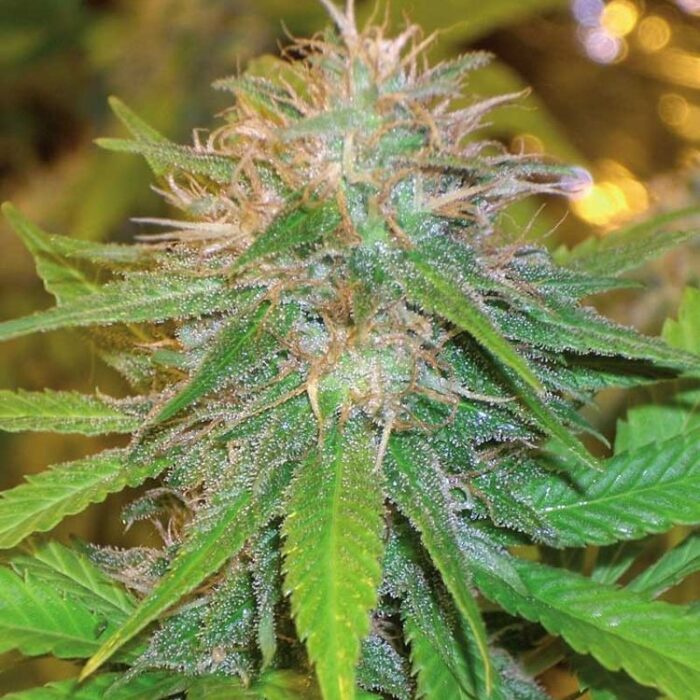 Dope Breeders - WORLD OF SEEDS Chronic Haze Image