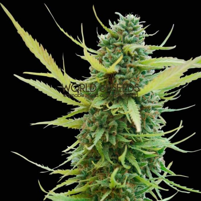 Dope Breeders - WORLD OF SEEDS Columbia Gold Image
