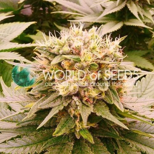 Dope Breeders - WORLD OF SEEDS Harlequeen THC Free Image