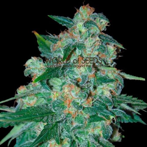 Dope Breeders - WORLD OF SEEDS Ketama Image