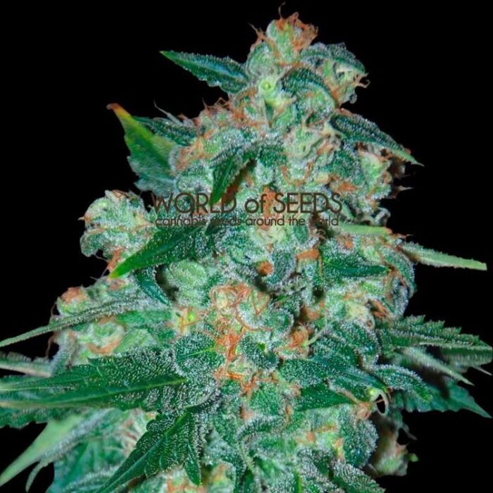 Dope Breeders - WORLD OF SEEDS Ketama Image