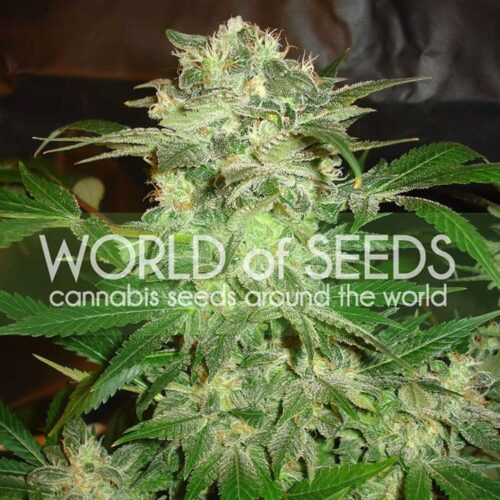Dope Breeders - WORLD OF SEEDS Mazar Kush Image