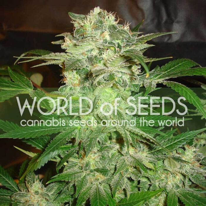 Dope Breeders - WORLD OF SEEDS Mazar Kush Image