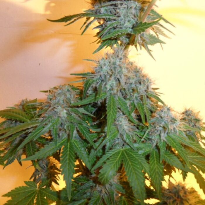 Dope Breeders - WORLD OF SEEDS Mazar x Great White Shark Image