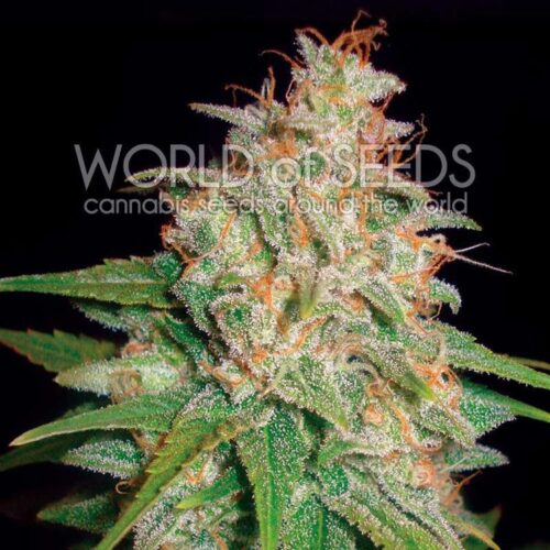 Dope Breeders - WORLD OF SEEDS Mazar x White Rhino Image