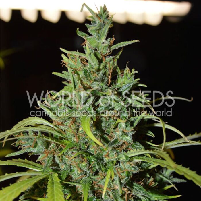 Dope Breeders - WORLD OF SEEDS Neville Haze Auto Image