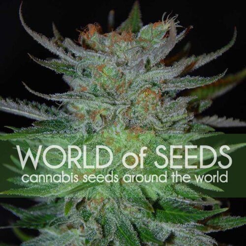 Dope Breeders - WORLD OF SEEDS New York 47 Image