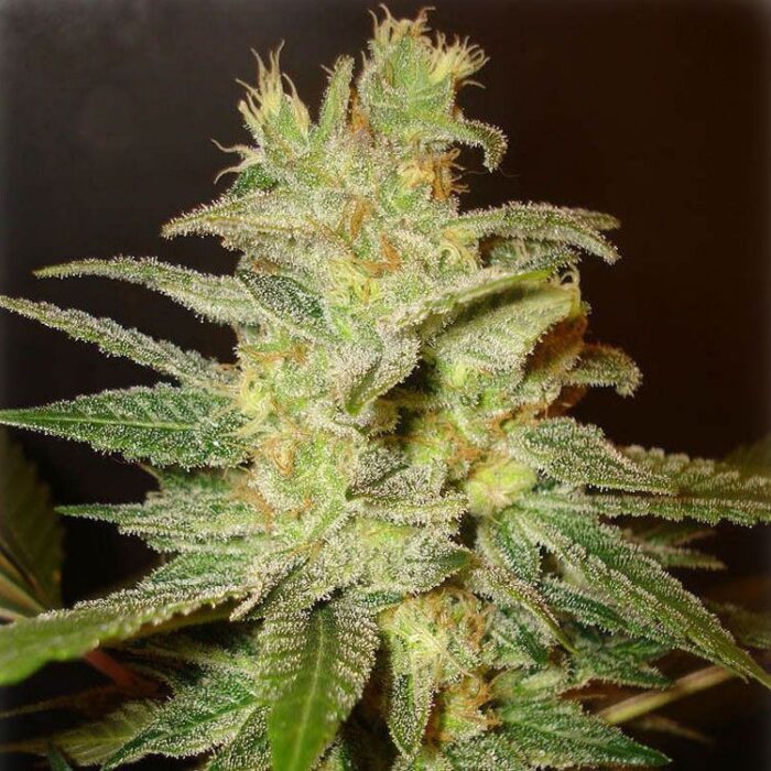 Dope Breeders - WORLD OF SEEDS Northern Light x Big Bud Image