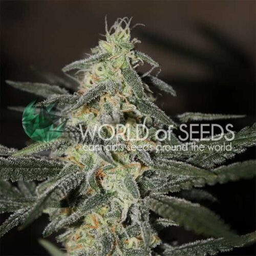 Dope Breeders - WORLD OF SEEDS Northern Light x Big Bud Early Image