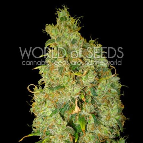 Dope Breeders - WORLD OF SEEDS Northern Light x Skunk Image