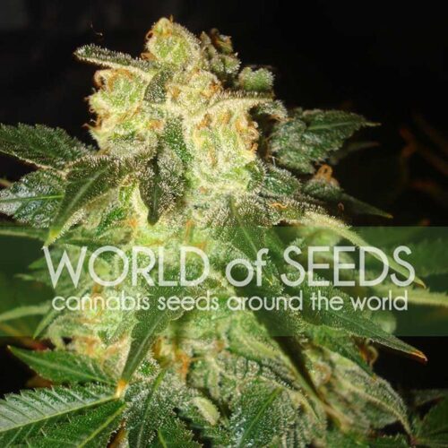 Dope Breeders - WORLD OF SEEDS Pakistan Ryder Image