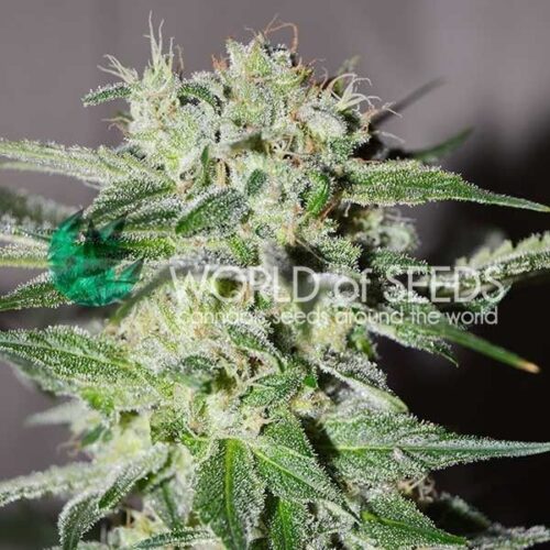 Dope Breeders - WORLD OF SEEDS Pakistan Valley Early Version Image