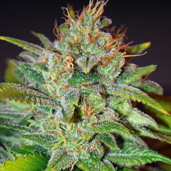 Dope Breeders - WORLD OF SEEDS Skunk 47 Image