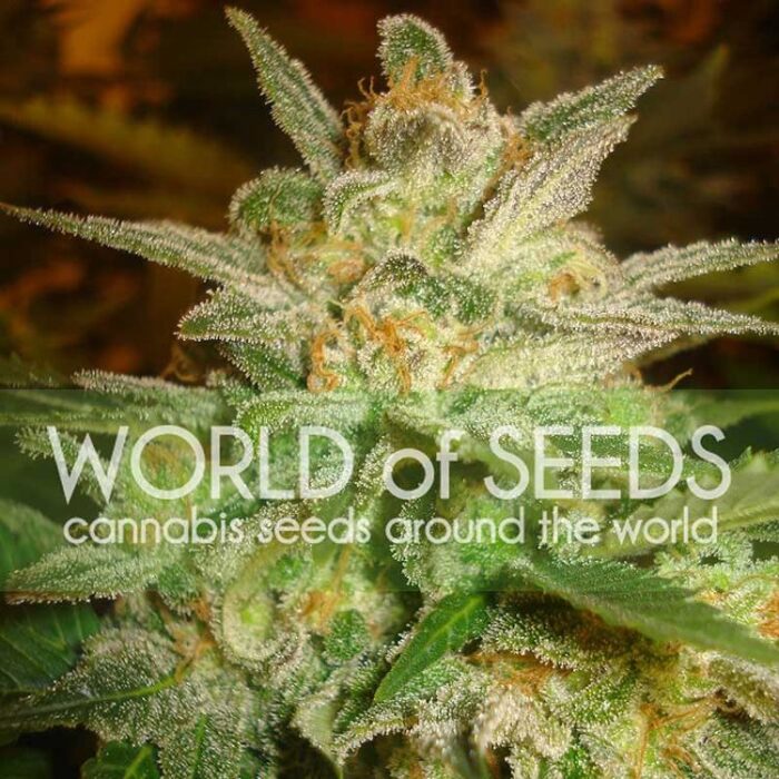 Dope Breeders - WORLD OF SEEDS Star 47 Image