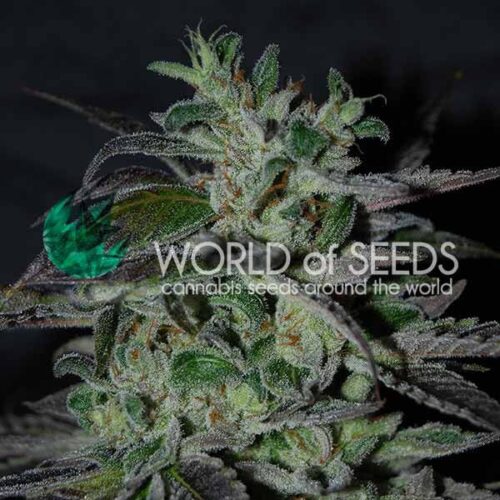 Dope Breeders - WORLD OF SEEDS Strawberry Blue Image
