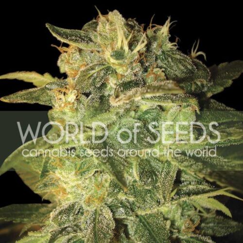 Dope Breeders - WORLD OF SEEDS Sugar Mango Ryder Image