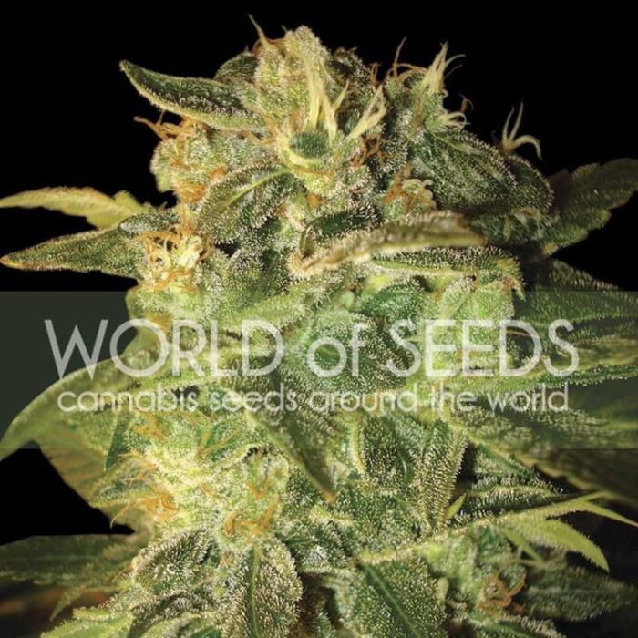 Dope Breeders - WORLD OF SEEDS Sugar Mango Ryder Image