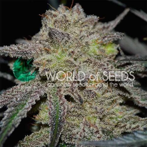 Dope Breeders - WORLD OF SEEDS Tonic Ryder Image