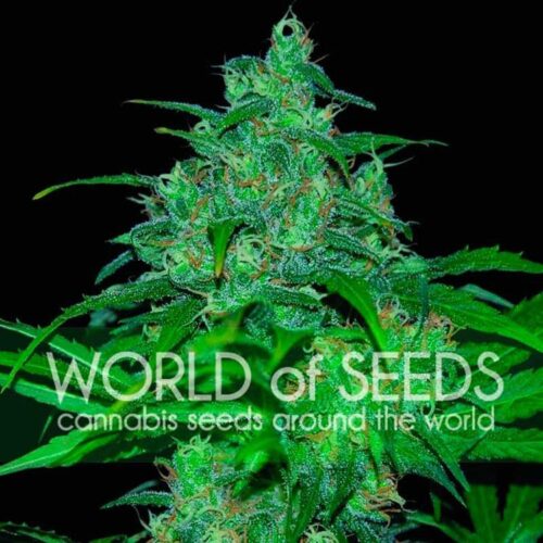 Dope Breeders - WORLD OF SEEDS Wild Thailand Image