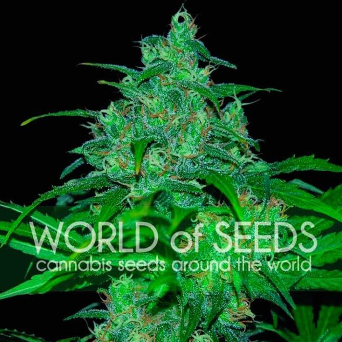 Dope Breeders - WORLD OF SEEDS Wild Thailand Image
