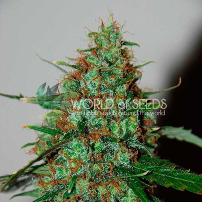 Dope Breeders - WORLD OF SEEDS Wild Thailand Ryder Image