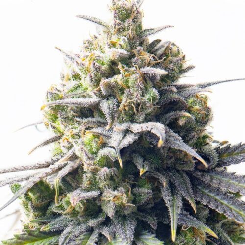 Dope Breeders - YIELDMONGER SEEDS Mega Bucks Auto Image